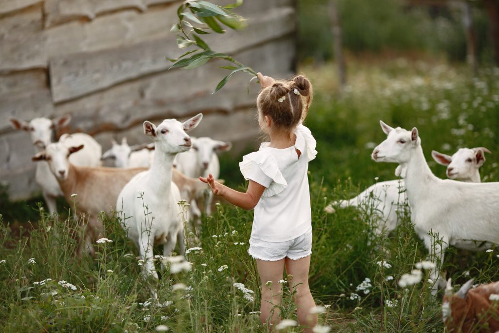 Kinderboerderij in Zwolle