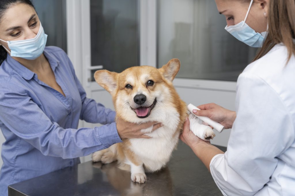 Dierenkliniek in Zwolle
